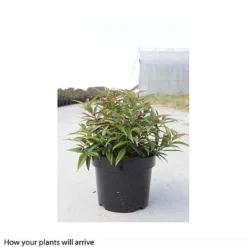 Leucothoe Keiskei 'Burning Love' -Cheap Tree Foliage Store LEUC T66327 B h