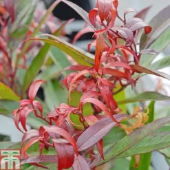 Leucothoe Keiskei 'Burning Love' -Cheap Tree Foliage Store LEUC T66327 D