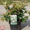 Leucothoe Fontanesiana 'Rainbow' -Cheap Tree Foliage Store LEUC TKA3220 A