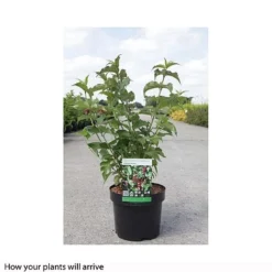 Leycesteria Formosa 'Purple Rain' 5 Leycesteria Formosa 'Purple Rain' -Cheap Tree Foliage Store LEYC T66328 B h