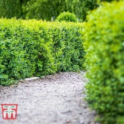 Ligustrum Vulgare -Cheap Tree Foliage Store LIG KB3249 C