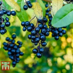 Ligustrum Vulgare -Cheap Tree Foliage Store LIG KB3249 D