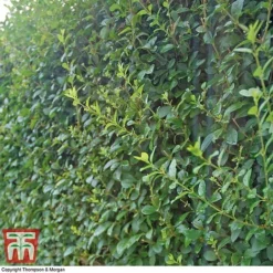 Ligustrum Ovalifolium -Cheap Tree Foliage Store LIG T58258 B