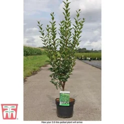 Ligustrum Ovalifolium -Cheap Tree Foliage Store LIG T58258 D1