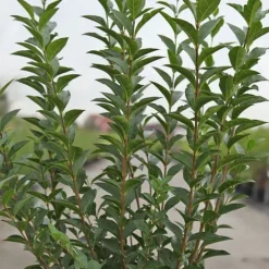 Ligustrum Ovalifolium -Cheap Tree Foliage Store LIGU T58258 A h