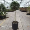 Ligustrum Delavayanum -Cheap Tree Foliage Store LIGU DELAVAYAN S45849