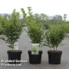 Ligustrum Ovalifolium 'Green Diamond' -Cheap Tree Foliage Store LIGU GREENDIAM S45850
