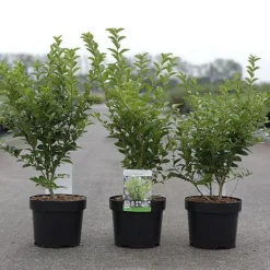 Ligustrum Ovalifolium 'Green Diamond' -Cheap Tree Foliage Store LIGU GREENDIAM S45850 NOW