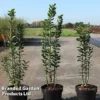 Ligustrum Vulgare 'Straight Talk' -Cheap Tree Foliage Store LIGU STRAIGHTT S45851