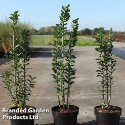 Ligustrum Vulgare 'Straight Talk'