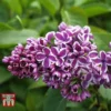Lilac 'Sensation' -Cheap Tree Foliage Store LILA T79105 C