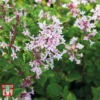 Lilac 'Bloomerang Pink Perfume' -Cheap Tree Foliage Store LILA T79744 A2
