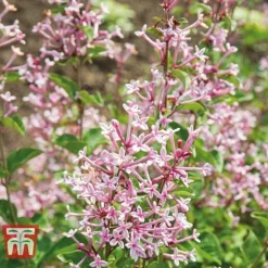 Lilac 'Bloomerang Pink Perfume' -Cheap Tree Foliage Store LILA T79744 C2