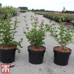 Lilac Dwarf 'Flowerfesta® White' -Cheap Tree Foliage Store LILA TKA3548 A