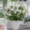 Lilac Dwarf 'Flowerfesta® White' -Cheap Tree Foliage Store LILA TKA3548 B1