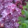 Lilac 'Esther Staley' -Cheap Tree Foliage Store LILA TKA3550 A1