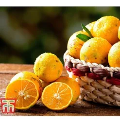 Rangpur Lime 7 Rangpur Lime -Cheap Tree Foliage Store LIME WKB8926 C