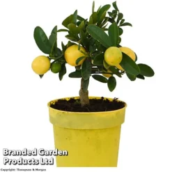 Limequat Citrus Plant -Cheap Tree Foliage Store LIMEQUAT KC5369 A1