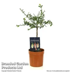 Lime 'Caviar Lime' -Cheap Tree Foliage Store LIME CAVIARL3L T48377