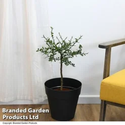 Lime 'Caviar Lime' -Cheap Tree Foliage Store LIME CAVIARLIM T48378