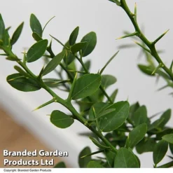 Lime 'Caviar Lime' -Cheap Tree Foliage Store LIME CAVIARLIM T48379