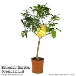 Limequat Citrus Plant -Cheap Tree Foliage Store LIME LIMEQUAT T483831