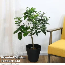Limequat Citrus Plant -Cheap Tree Foliage Store LIME LIMEQUAT T483841