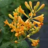 Honeysuckle 'Golden Trumpet' -Cheap Tree Foliage Store LONI T63573 A h