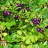 Lonicera Pileata -Cheap Tree Foliage Store LONI T66344 A