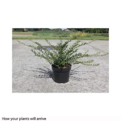 Lonicera Pileata -Cheap Tree Foliage Store LONI T66344 A h