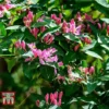 Lonicera Tatarica 'Hack's Red' 2 Lonicera Tatarica 'Hack's Red' -Cheap Tree Foliage Store LONI T66346 A