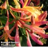 Lonicera Heckrottii 'Goldflame' -Cheap Tree Foliage Store LONI GOLDFLAME R01053