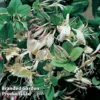 Lonicera Japonica 'Repens' -Cheap Tree Foliage Store LONI REPENS S23010