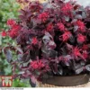 Loropetalum Chinense Var. Rubrum 'Ever Red' -Cheap Tree Foliage Store LORO TKA8393 A
