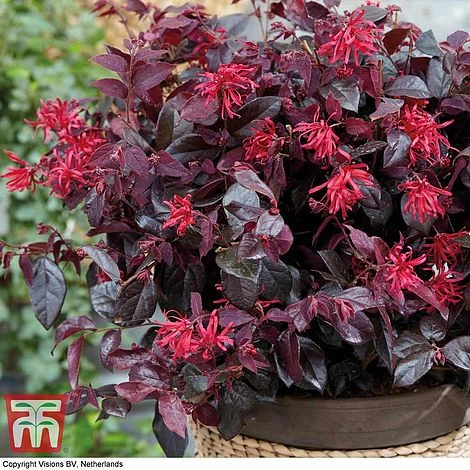 Loropetalum Chinense Var. Rubrum 'Ever Red' 3 Loropetalum Chinense Var. Rubrum 'Ever Red'