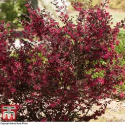 Loropetalum Chinense Var. Rubrum 'Ever Red' 11 Loropetalum Chinense Var. Rubrum 'Ever Red' -Cheap Tree Foliage Store LORO TKA8393 D