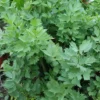 Lovage -Cheap Tree Foliage Store LOVA T58400 A h