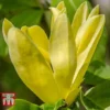Magnolia 'Daphne' -Cheap Tree Foliage Store MAGN KA9893 A