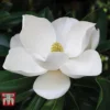 Magnolia Grandiflora 'Alta' -Cheap Tree Foliage Store MAGN KB0613 B