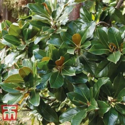 Magnolia Grandiflora 'Alta' 12 Magnolia Grandiflora 'Alta' -Cheap Tree Foliage Store MAGN KB0613 F