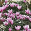 Magnolia 'Heaven Scent' 1 Magnolia 'Heaven Scent' -Cheap Tree Foliage Store MAGN T58214 A h