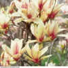 Magnolia Denudata 'Sunrise' (Patio Standard) -Cheap Tree Foliage Store MAGN T59763 A