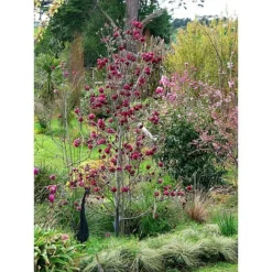 Magnolia 'Genie' -Cheap Tree Foliage Store MAGN T68395 A h