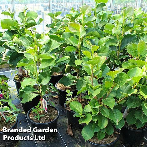 Magnolia 'Antje Zandee' 3 Magnolia 'Antje Zandee'