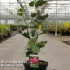 Magnolia 'Aphrodite' -Cheap Tree Foliage Store MAGN APHRODITE S45852