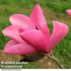 Magnolia 'Fire' -Cheap Tree Foliage Store MAGN FIRE T51558
