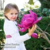 Magnolia 'Meganolia' -Cheap Tree Foliage Store MAGN MEGANOLIA S46205