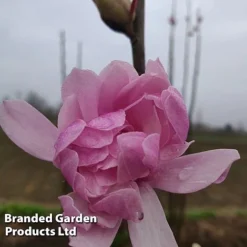 Magnolia 'Pink Perfection' 10 Magnolia 'Pink Perfection' -Cheap Tree Foliage Store MAGN PINKPERFE S51731
