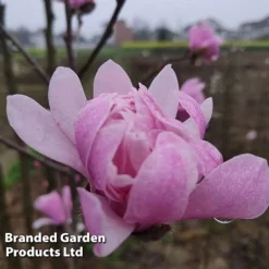 Magnolia 'Pink Perfection' 9 Magnolia 'Pink Perfection' -Cheap Tree Foliage Store MAGN PINKPERFE S51732