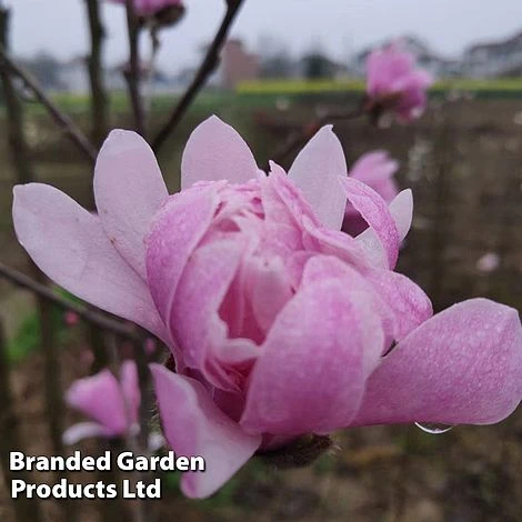 Magnolia 'Pink Perfection' 4 Magnolia 'Pink Perfection' - Image 2